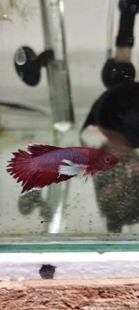 Bojownik Betta fish Betta splendens Bojownik wspaniały syjamski