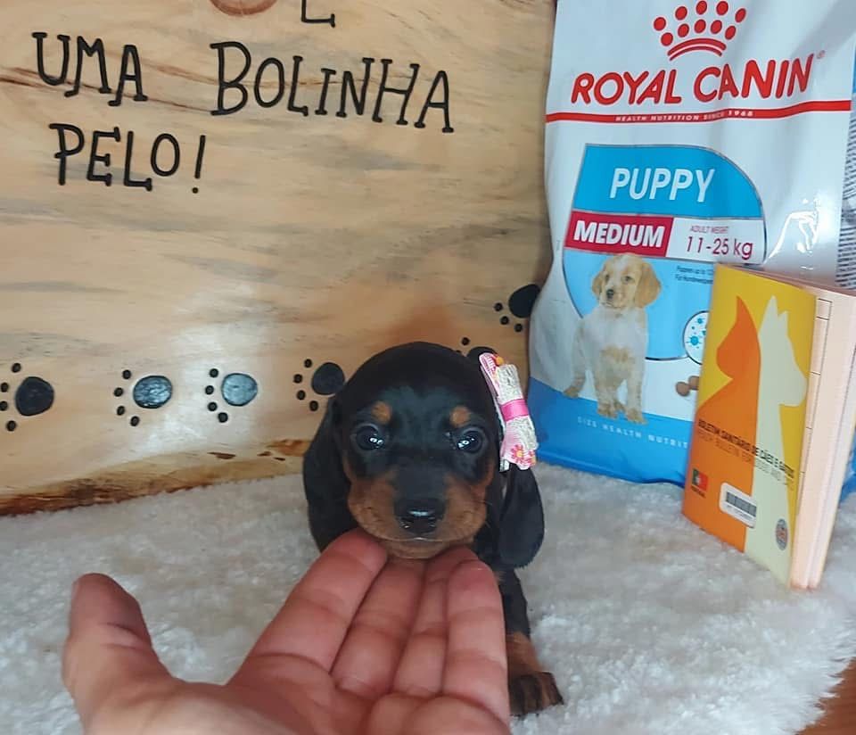 Excelente menina teckel kanichen