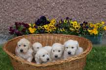 Piękne szczenięta Golden Retriever gotowe do odbioru !!