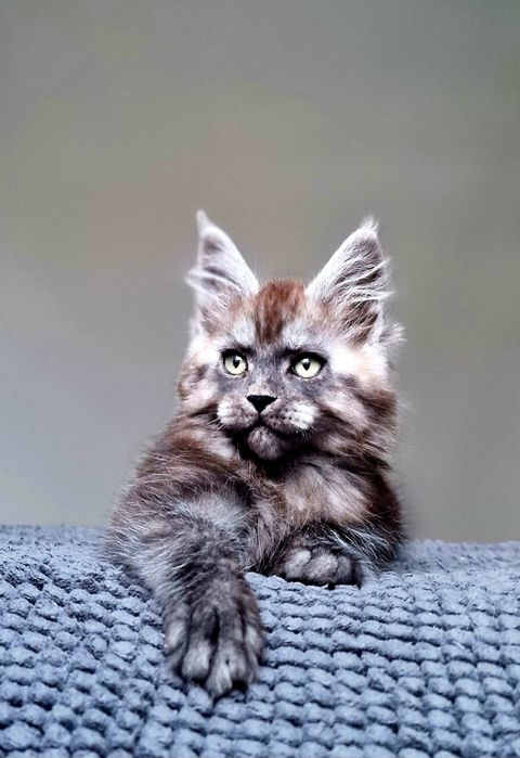 Maine coon, piękny czarny dymny kocurek