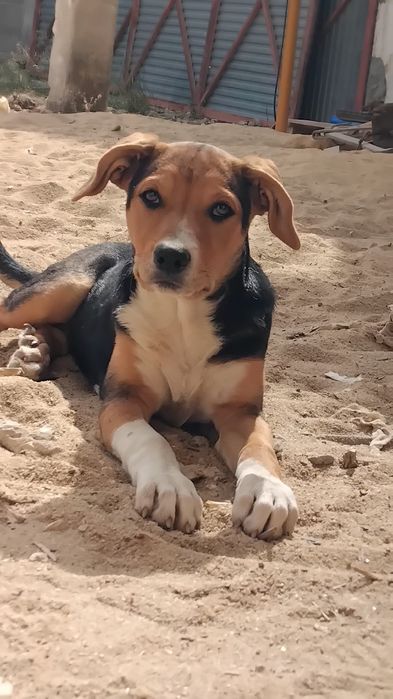 Dá-se cachorrinha para adopção responsável
