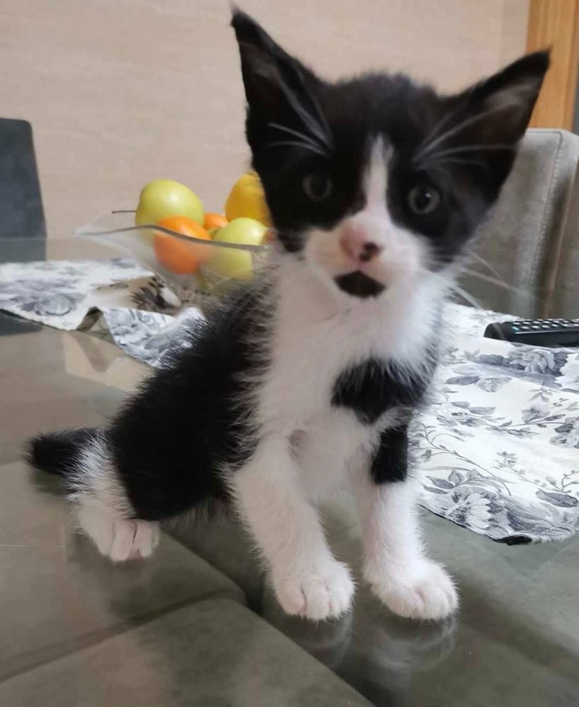 Doação de uma gatinha