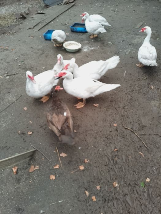 Індокачки білого окрасу виводок- 2025р. 1000грн.