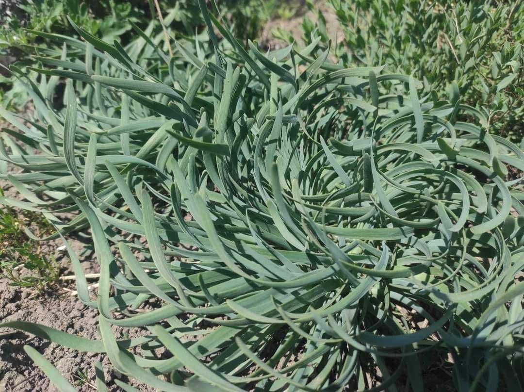 Гірська цибуля спіралевидна. Allium montanum