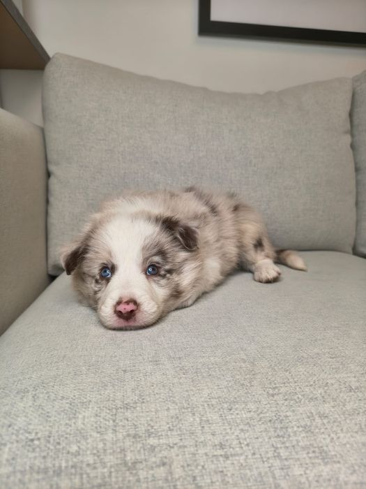 Border Collie Suczka Chocolate Merle BADANIA