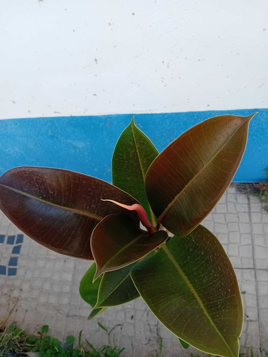 A'rvore borracheira Ficus Ela'stica