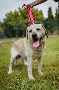 Nestor senior labrador potrzebuje domu