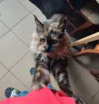 Kotka Maine coon szylkretka