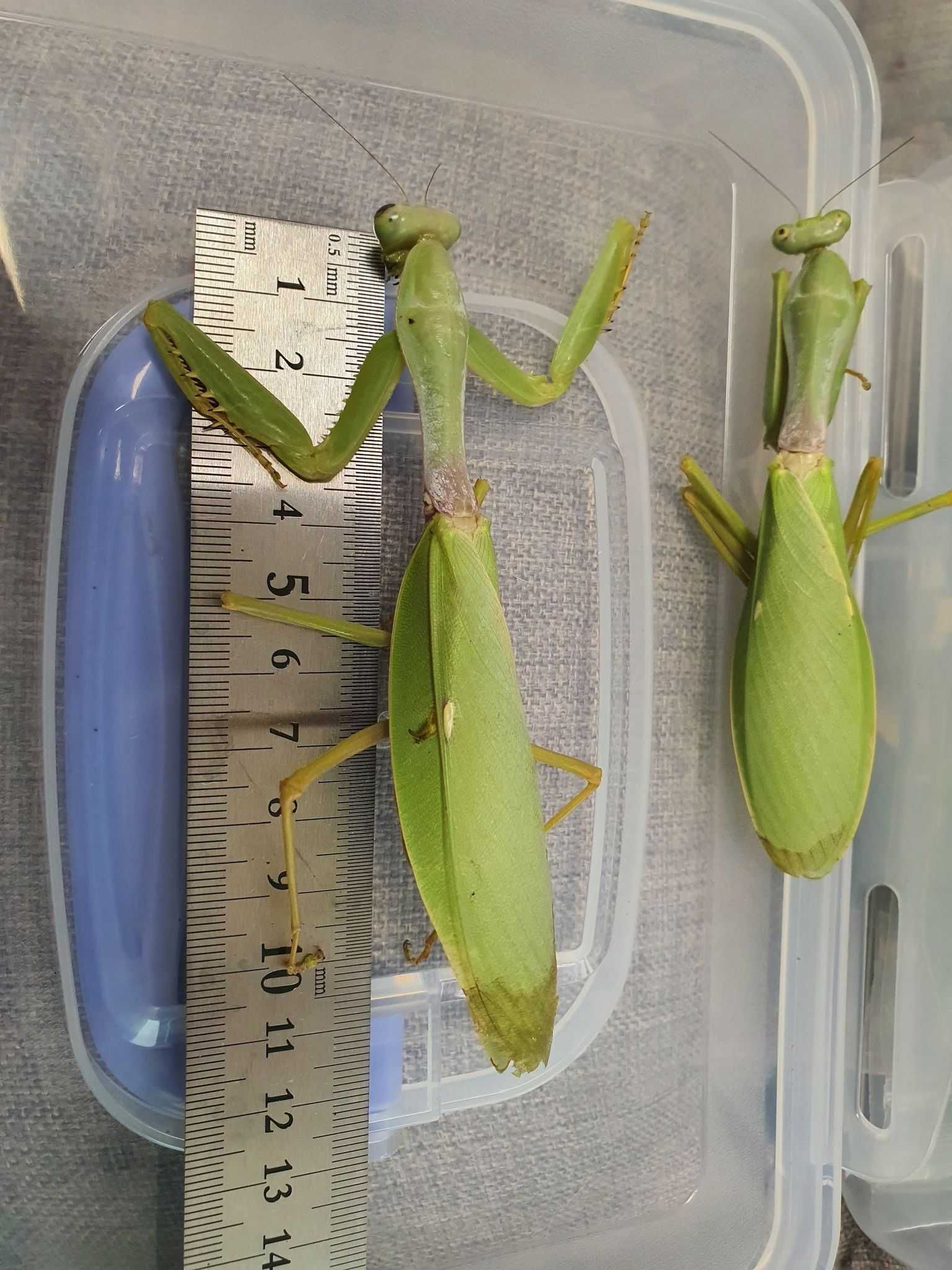 Hierodula grandis Jedna z najwiekszych modliszek