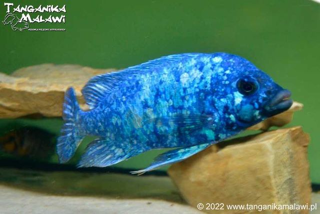 Placidochromis phenochilus Tanzania Lupingu Darmowa Dostawa