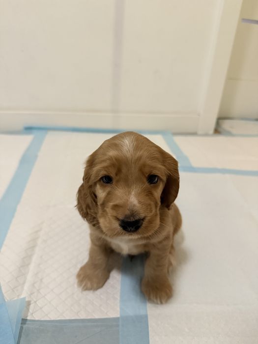 Cocker Spaniel angielski