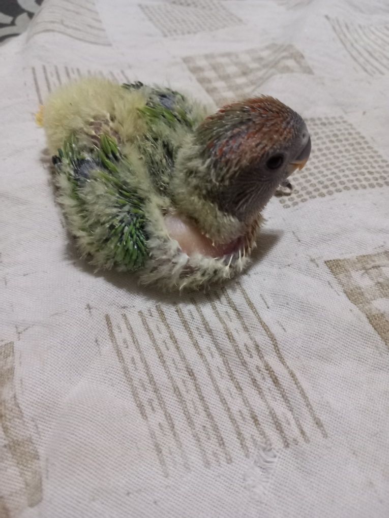 Agapornis para acabar de criar à  mão