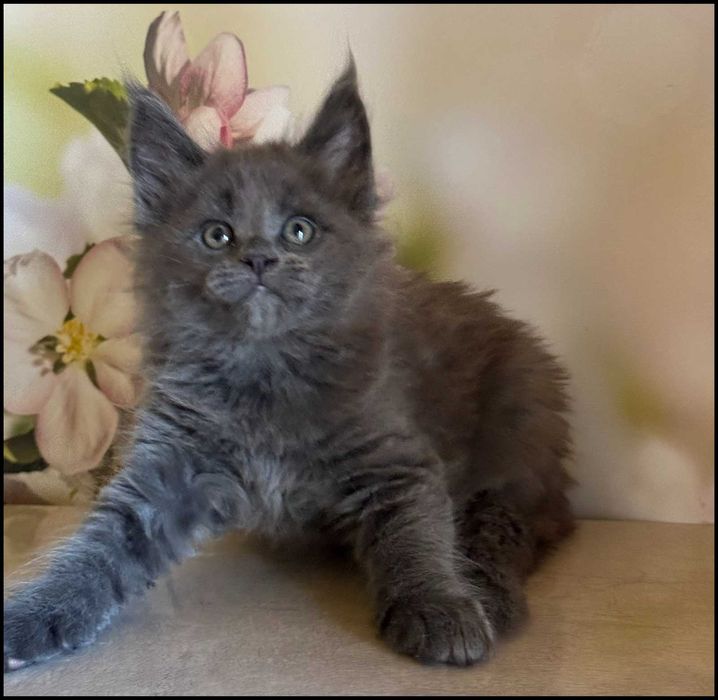 Koteczka Maine Coon Ornelia