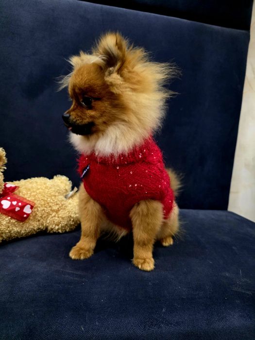 Szpic miniaturowy Pomeranian Boo sunieczka 2xszczepienia legowisko