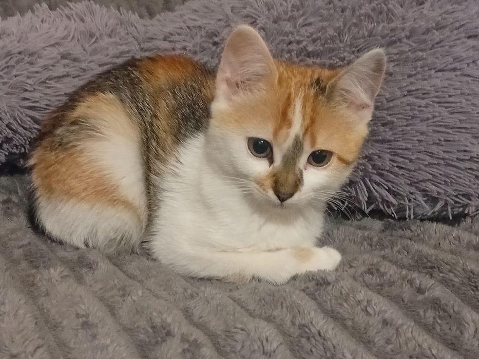 Віддамо в добрі руки!