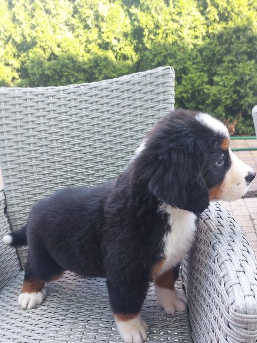 Bernenski pies pasterski szczeniak