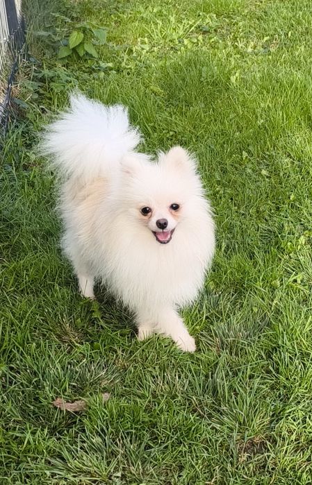 Szpic miniaturowy pomeranian biały pies