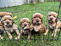 Malutki Cocker Spaniel, Wielkie Serce – Do Odbioru Już We Wrześniu