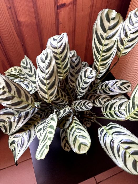 Ктенанта Оппенгейма