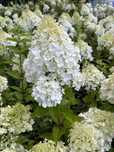 Hortensja bukietowa Limelight oraz Vanilla fraise