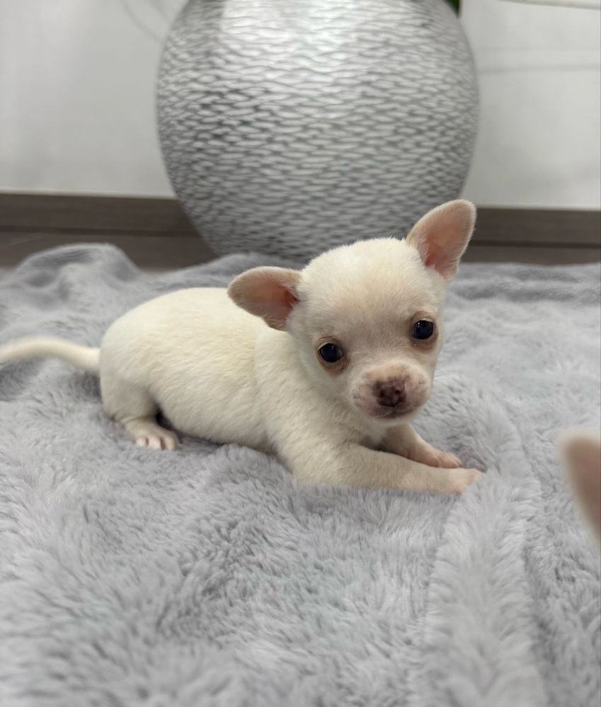 Chihuahua miniatura