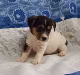 Jack Russell terrier pelo curto macho
