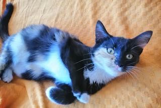 трехцветный котенок рыжий белый черный девочка 6 мес. БЕСПЛАТНО