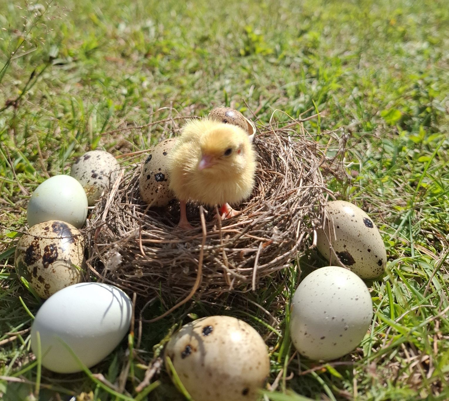 Pisklęta przepiórek Faraon, Fenix, Texas, Celadon
