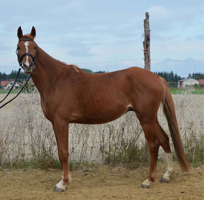 Wałach małopolski rekreacja wyjazdy w teren