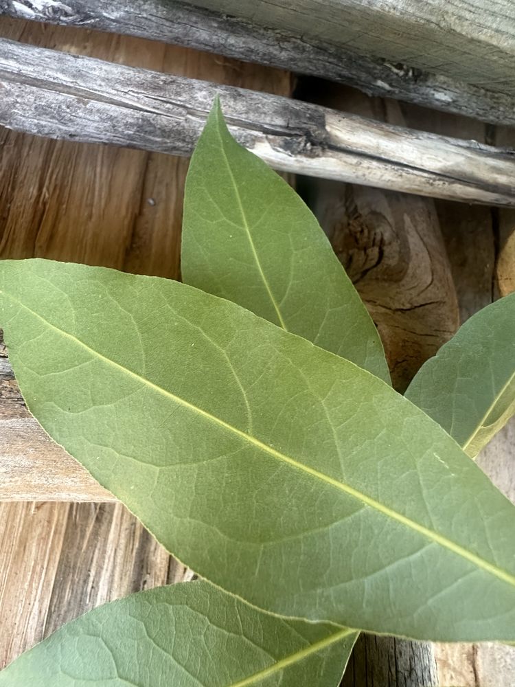 Folhas de louro 100% naturais secas ou verdes