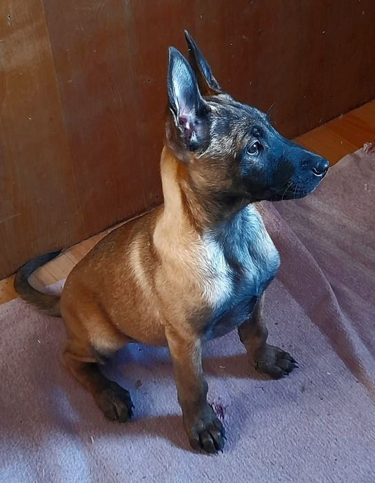 Малінуа. КСУ. Двчинка.