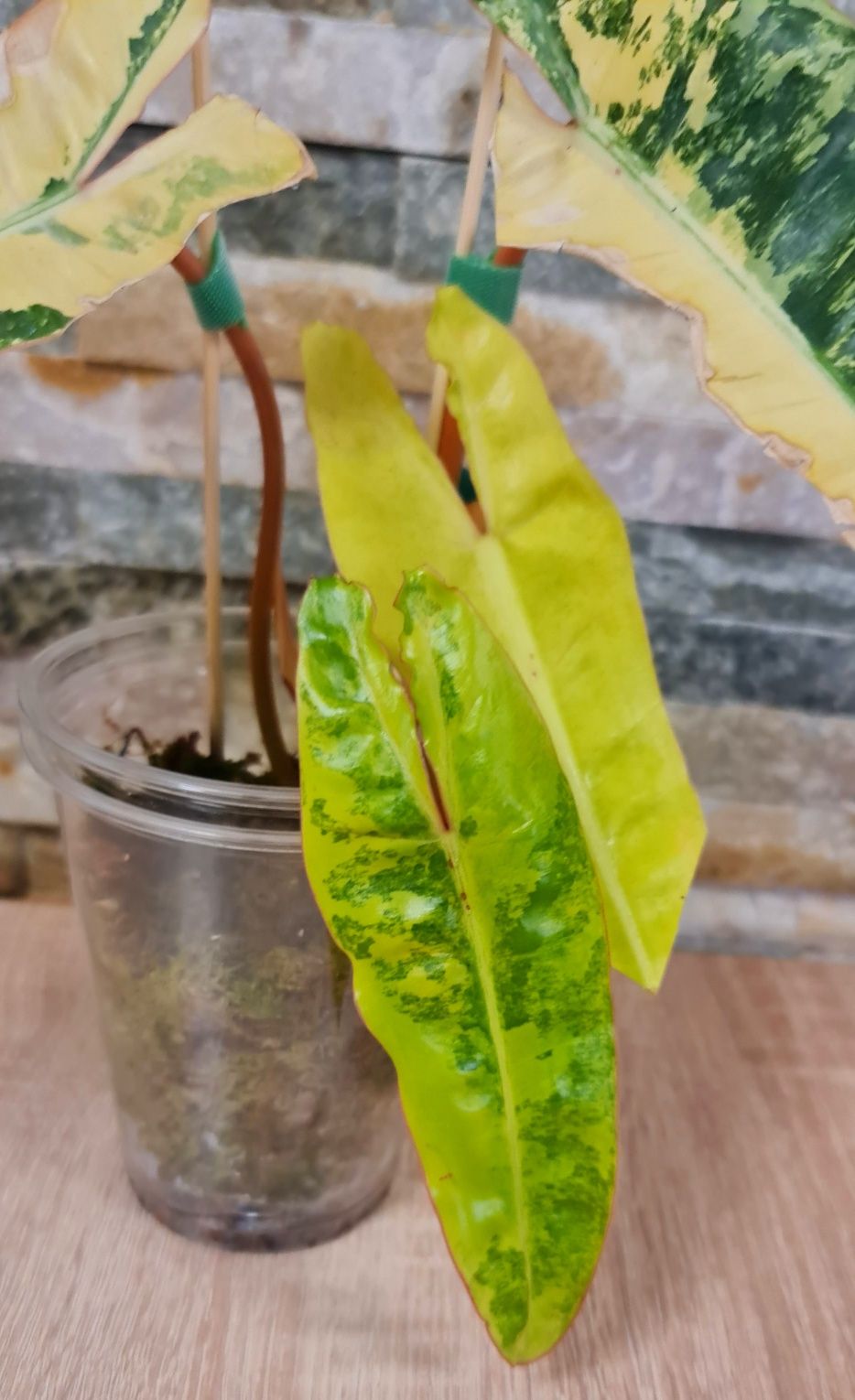 Philodendron Billietiae variegata,4 liście
