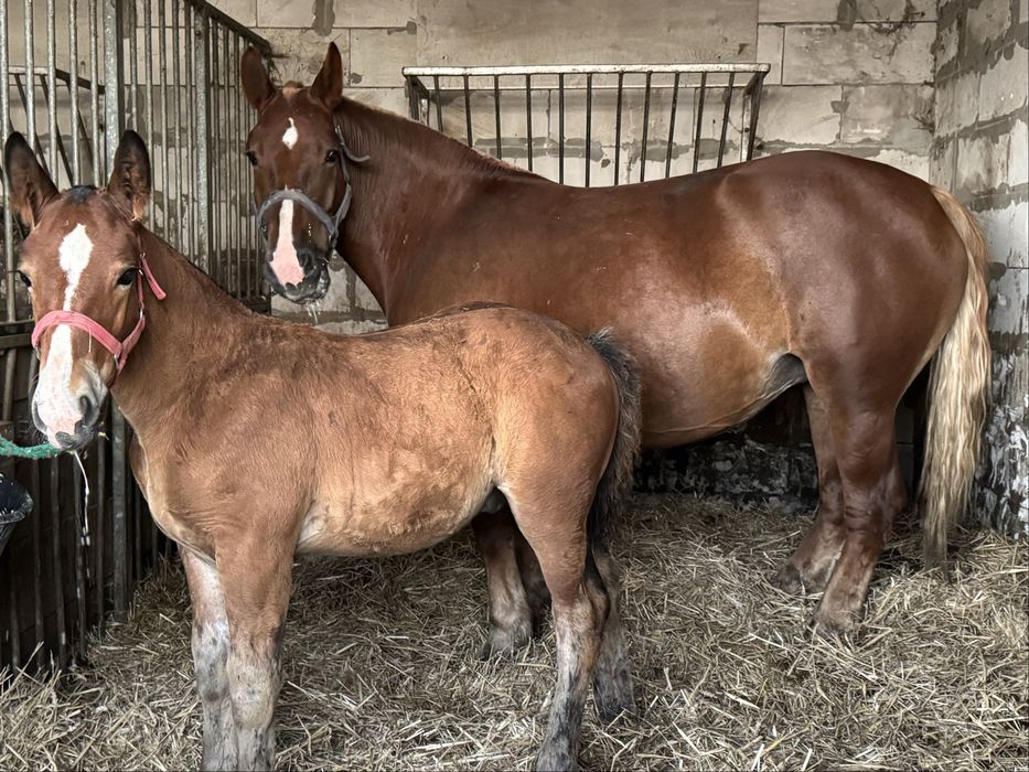 Klacz Zimnokrwista ze Źrebakiem