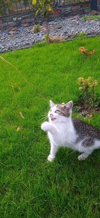 Котята. Три мальчика и одна девочка.