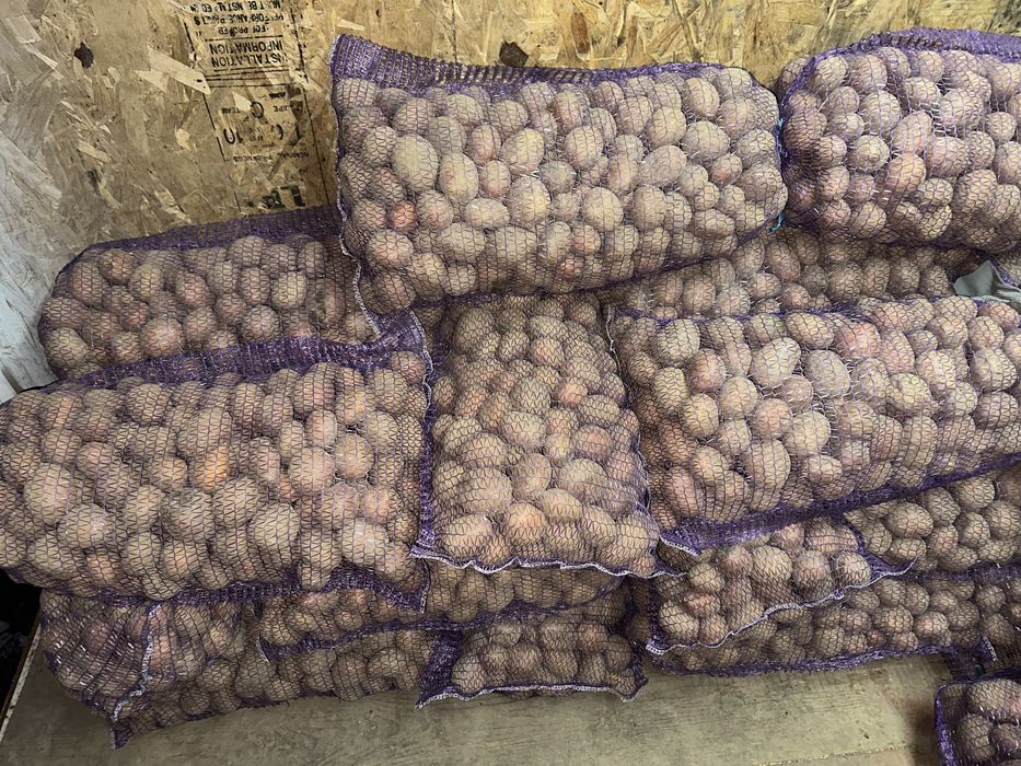 Насінева біла роса