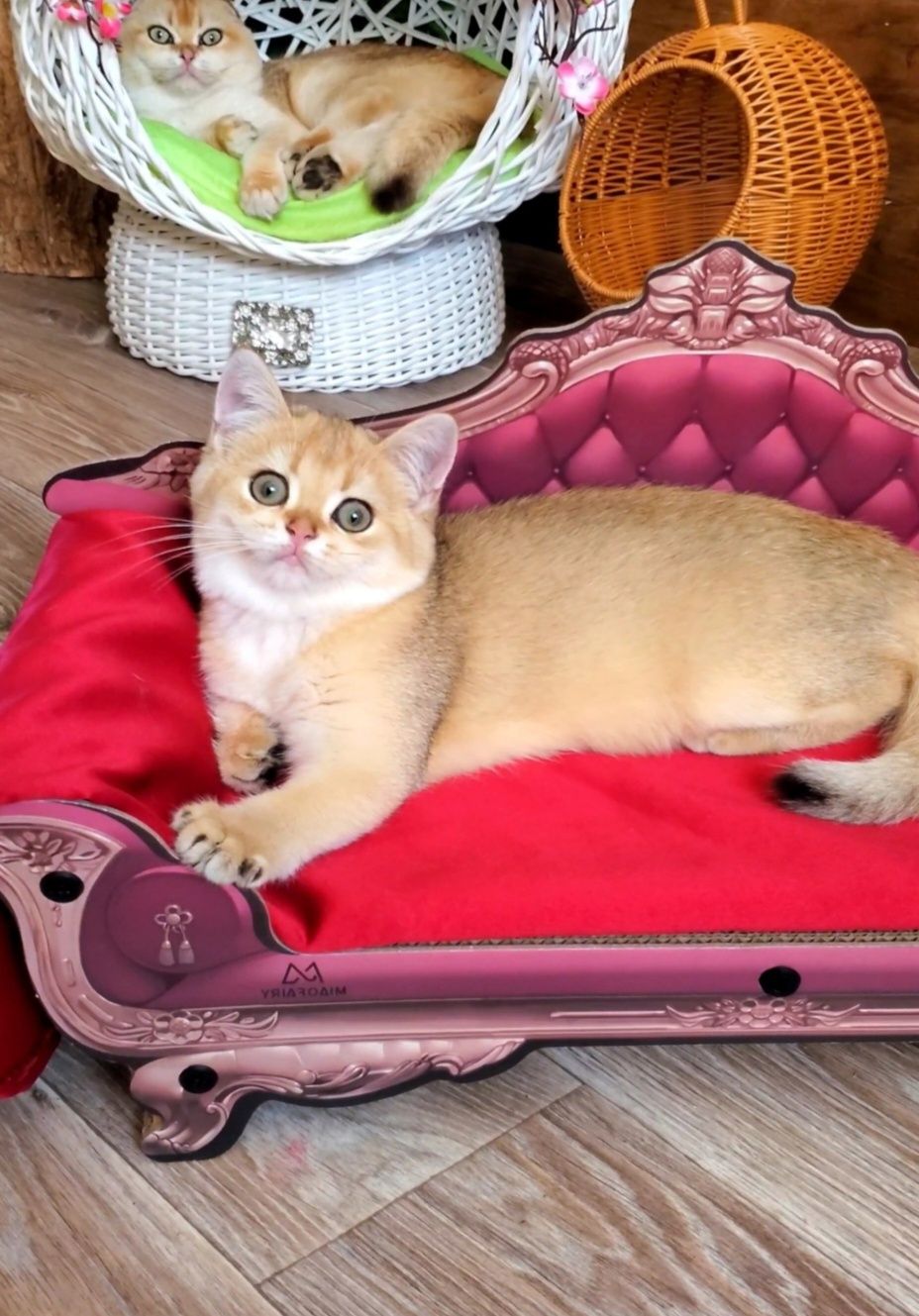 Кукольная девочка с международным паспортом. Котята золотая шиншилла.