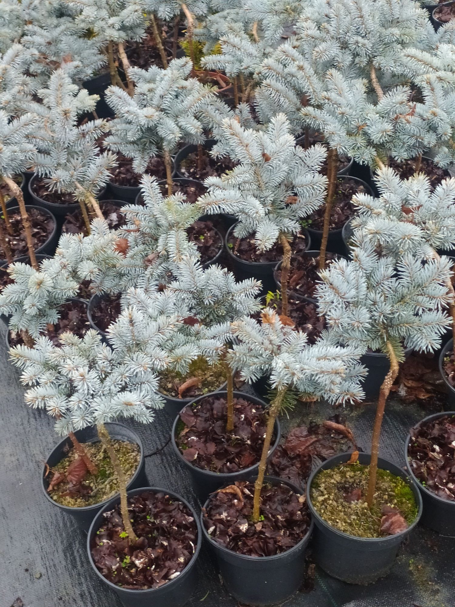 Ялина колюча Glauca Globosa 2 л / 35-45 см штамб/ - 600 грн