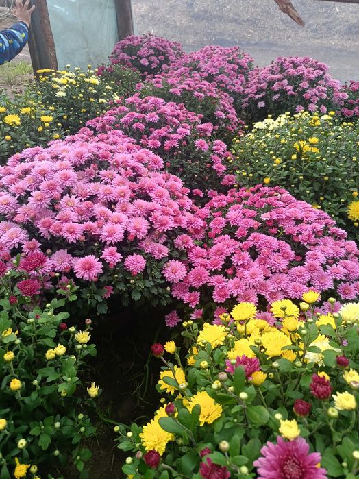 Chryzantemy hurt detal