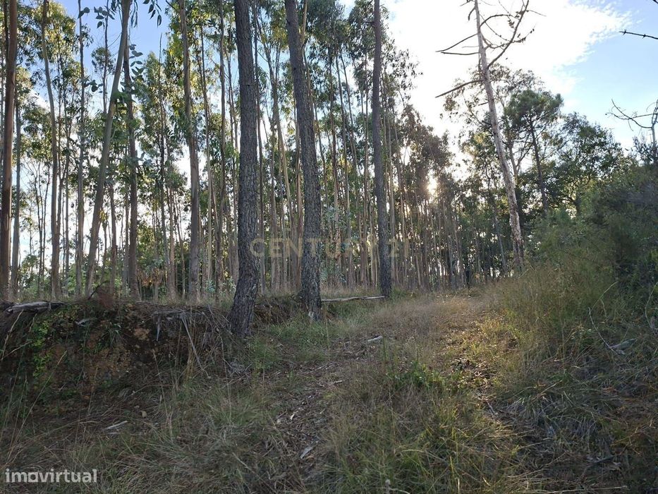 Terreno Agroflorestal em Gesteira, Soure - 9110m²