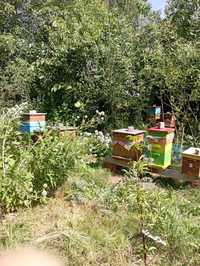 Pszczoły odkłady pszczele małopolska