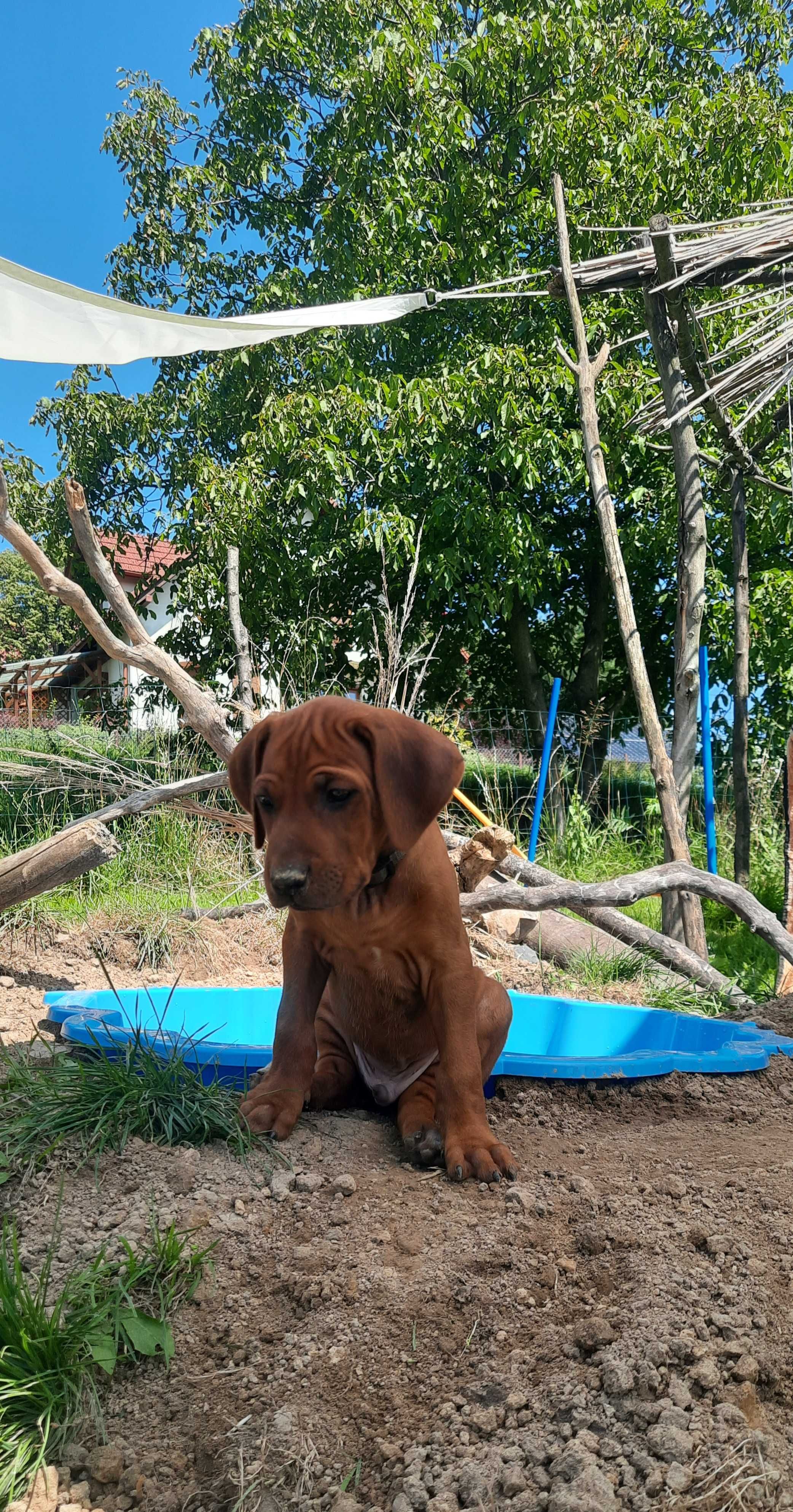 Nie szukasz psa. Szukasz legendy - Szczeniak Rhodesian Ridgeback  ZKwP