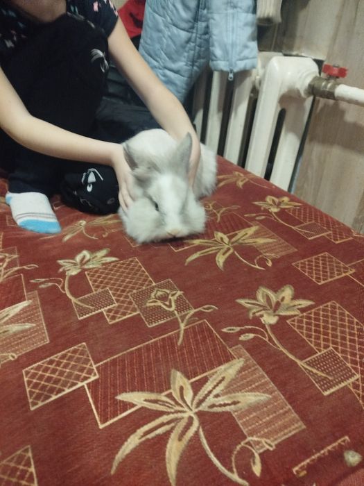 Декоративні кролики