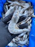 Креветки королевские с/г (Эквадор).Морепродукты.Размер 20-30.