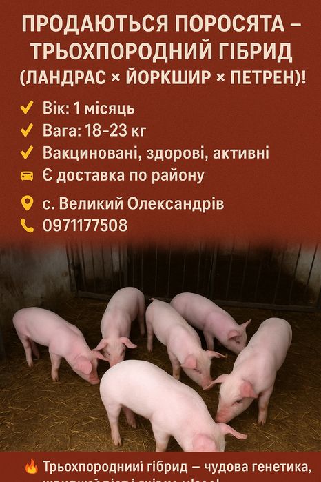 Продаються поросята  трьохпородний гібрид