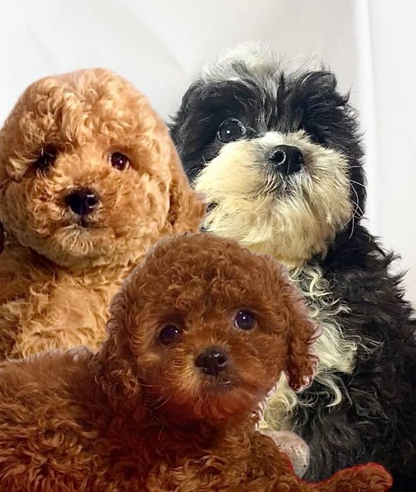 Кучеряві позитивчики міні мальтипу / той пудель бебі фейс