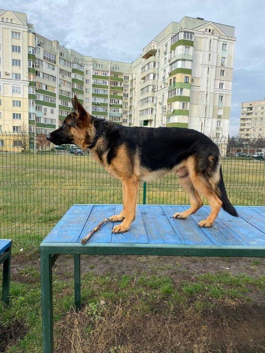 Отдам щенка немецкой овчарки в добрые руки