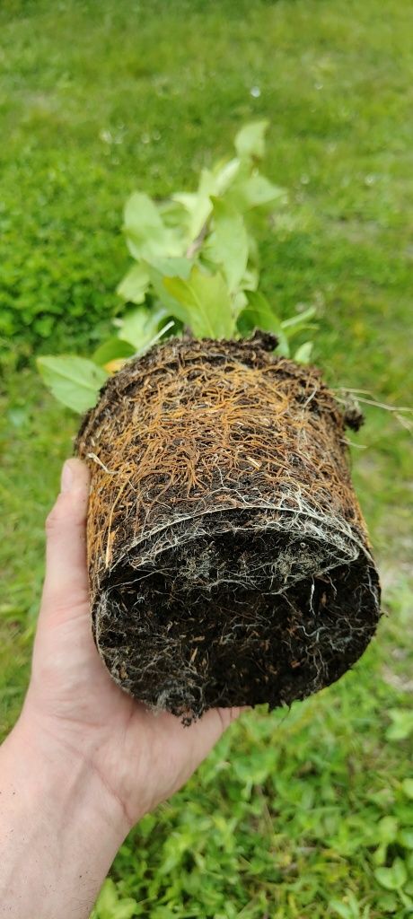 Laurowiśnia 40-70 cm