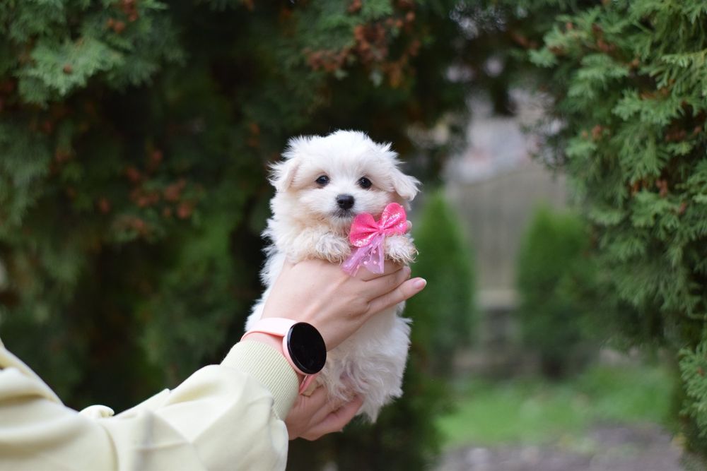 Мальтезе біленька дівчинка лялечка. Собачка для вас