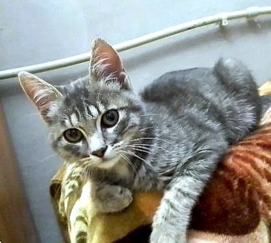 Голубой полосатый котёнок мальчик табби ищет дом! Котята в хорошие рук