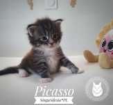 Picasso kocurek Maine Coon FPL/FIFe